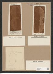 Navicula diplosticta Grun. (de-Toni-Nr.: Genus 1, Species 279) Zeichnungen Sammlung Grunow Nr. 635 (NHMW-BOT-W0367001)